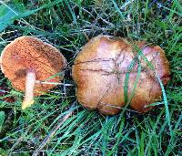 Chalciporus piperatus image