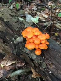 Mycena leaiana image