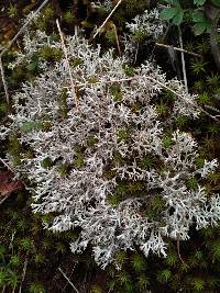 Cladonia rangiferina image