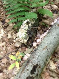 Trametes versicolor image