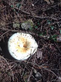 Lactarius deceptivus image