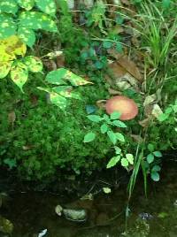 Amanita muscaria image