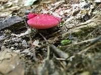 Fistulina hepatica image