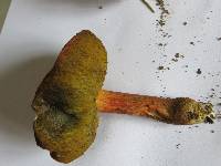 Boletus rubellus image