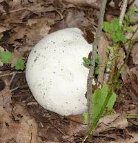 Calvatia gigantea image