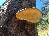 Fomitopsis pinicola image