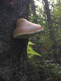 Fomitopsis betulina image