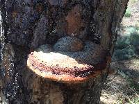 Fomitopsis pinicola image