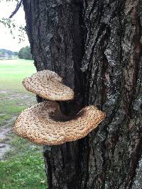 Polyporus squamosus image