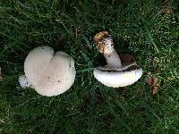 Agaricus xanthodermus image