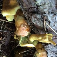 Hypholoma fasciculare image