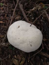 Calvatia gigantea image