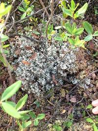 Cladonia rangiferina image