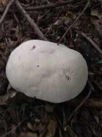 Calvatia gigantea image