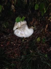 Calvatia gigantea image