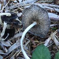 Coprinopsis lagopus image