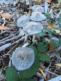 Coprinopsis lagopus image