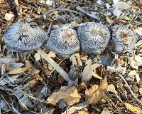 Coprinopsis lagopus image