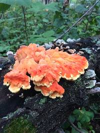 Laetiporus sulphureus image