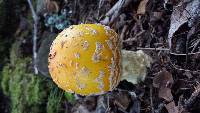 Amanita muscaria image