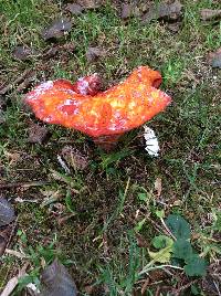 Hypomyces lactifluorum image