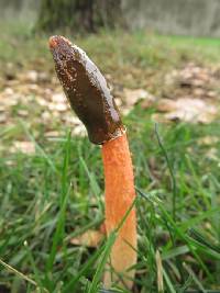 Phallus rubicundus image