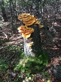 Laetiporus sulphureus image