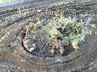 Cladonia cristatella image