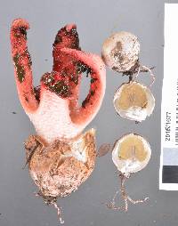 Clathrus archeri image