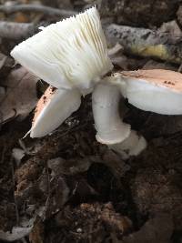 Lepiota rubrotincta image