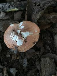 Lepiota rubrotincta image