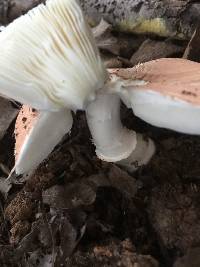 Lepiota rubrotincta image