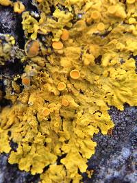 Xanthoria parietina var. parietina image