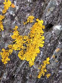 Xanthoria parietina var. parietina image