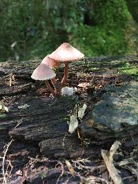 Mycena haematopus image