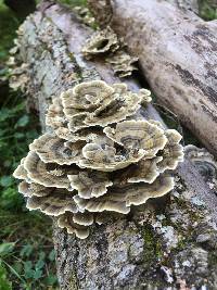 Trametes versicolor image