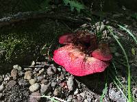 Fistulina hepatica image