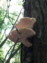 Polyporus squamosus image