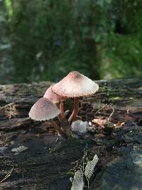 Mycena haematopus image