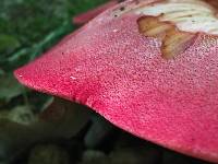 Fistulina hepatica image