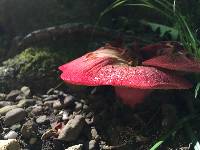 Fistulina hepatica image