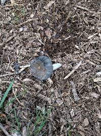 Coprinopsis lagopus image