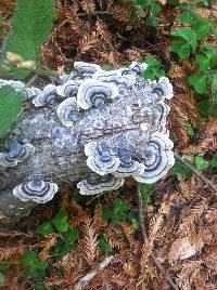 Trametes versicolor image