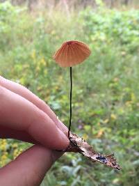 Marasmius siccus image