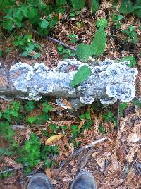 Trametes versicolor image