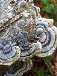 Trametes versicolor image