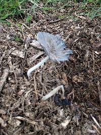 Coprinopsis lagopus image