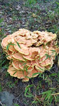 Laetiporus sulphureus image