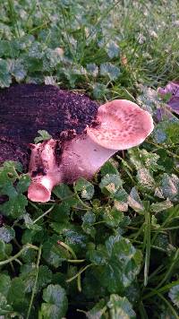 Polyporus squamosus image