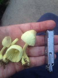 Leucocoprinus birnbaumii image